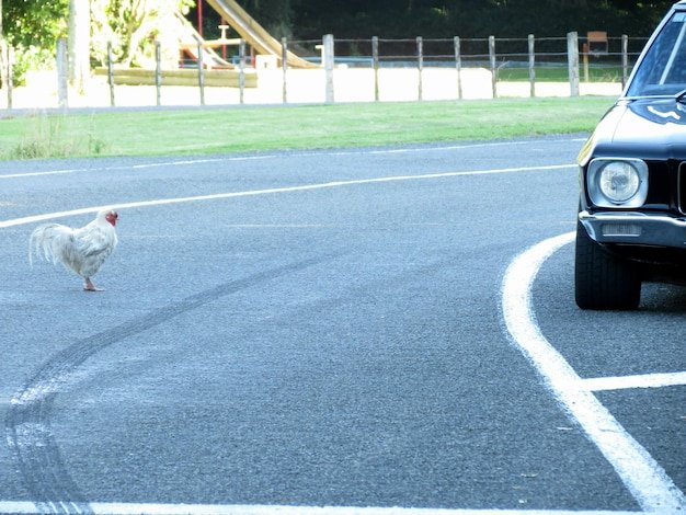 Chicken road españa, chicken road